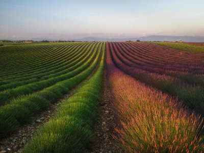 Rostovskiy Anton - Field Of Lavender