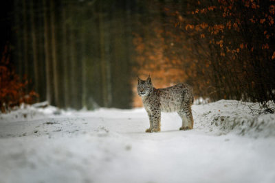 Michaela Firesova - Bobcat In Winter Forest