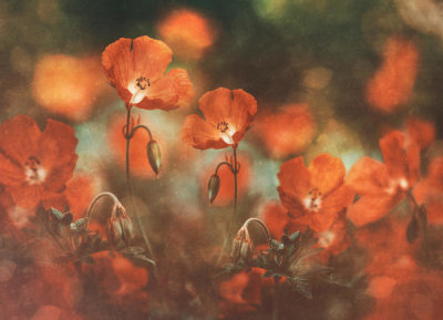 Nikki Georgieva V - Floral Art In Red