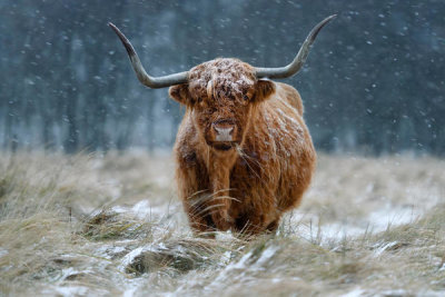 Richard Guijt - Snowy Highland Cow