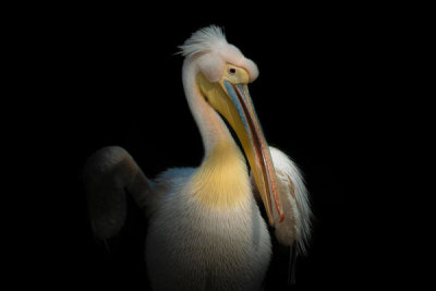 Natalia Rublina - Pelican