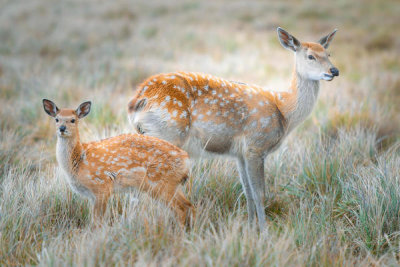 Simoon Simoon - Sika Deer