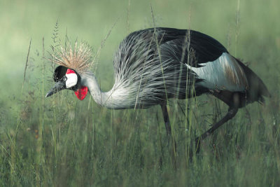 Ahmed Sobhi - Grey Crowned Crane