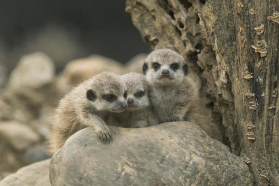 Gert Van Den - Meerkat Siblings 4 Weeks Old.