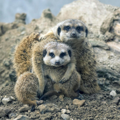 Gert Van Den - Family Portrait