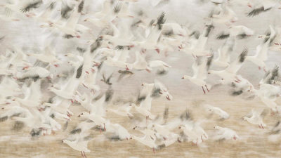 Qingsong Wang - Geese Take Off