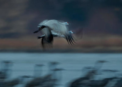 Hanping Xiao - Sandhill Crane In Motion