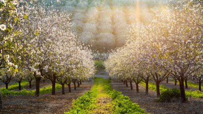 Azriel Yakubovitch - Golden Almonds