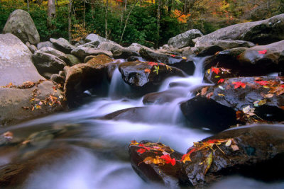 Tim Fitzharris - Little Pigeon River cascading among rocks and colorful Maple leaves, Great Smoky Mountains National Park, Tennessee (Crop)