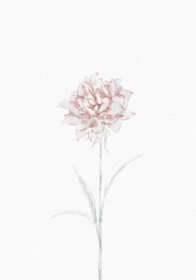 Uppsala - Peony 02