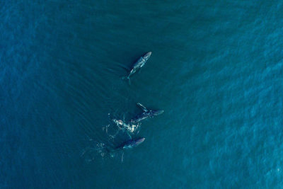 Haitham Al Farsi - Arabian Humpback Whale