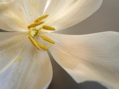 Edita Edith Anna - White Tulip