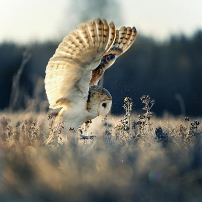 Michaela Firesova - Barn Owl At Sunrise