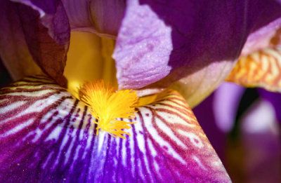 Heike Jess - Firework Of Natural Colours - Iris