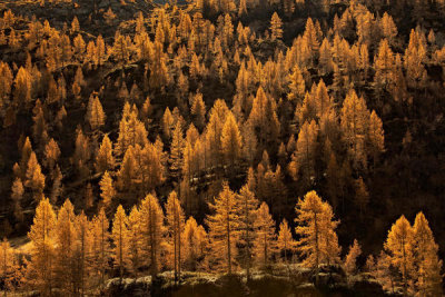 Michel Manzoni - Larches In Autumn