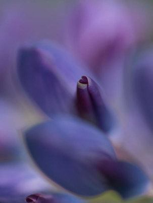 Bee Thalin - Purple Heart