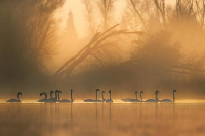 Judy Tseng - Swans Community