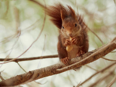 Wilfried Zeise - Spanish Squirrel