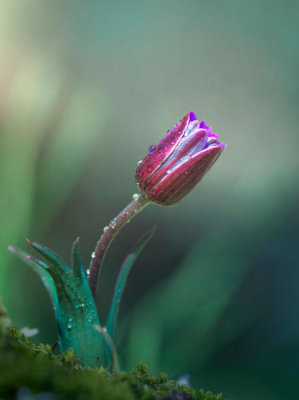 Massimilianonatalinifpatrizia - L'anemone .... Creduto Di Essere Un Tulipano ....