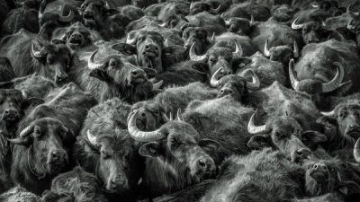 Zuhdu Bilgin - Asian Buffaloes