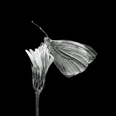 Rico Cavallo - Monochrome Butterfly