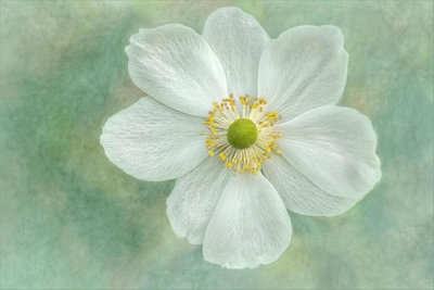 Gilbert Claes - Anemone Honorine Joberta??