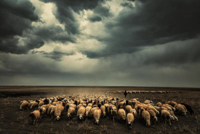 M. Emre Erol - Flock and Storm