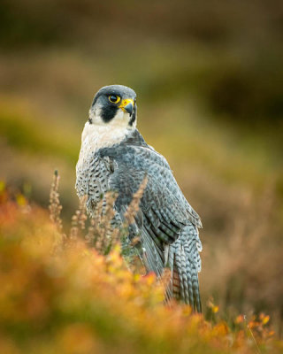 Feargalq - Peregrine in Heather