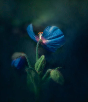 Ruiqing P. - Blue poppy