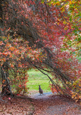 Wayne Pearson - Hippity Hop Into Autumn!