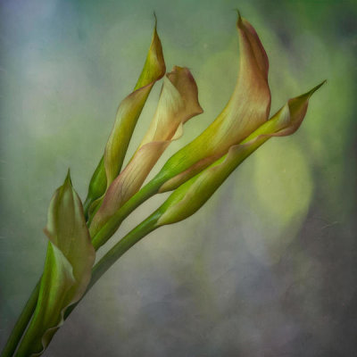 Marie-Anne Stas - Calla Lily