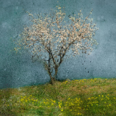 Jacqueline Van Bijnen - Almond tree