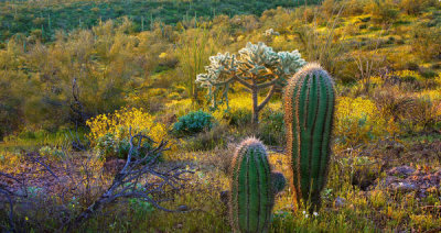 Tim Fitzharris - Ajo Mountains, Organ Pipe Cactus National Monument, Sonoran Desert, Arizona (Crop)
