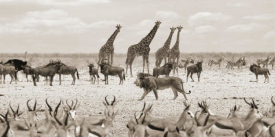 Pangea Images - Sovereign passing by (Masai Mara, BW)