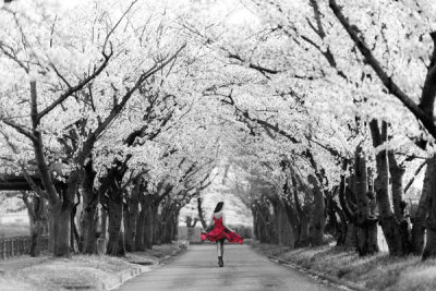 Haute Photo Collection - Sakura Girl