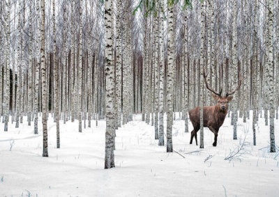 Pangea Images - Stag in Birch Forest, Norway