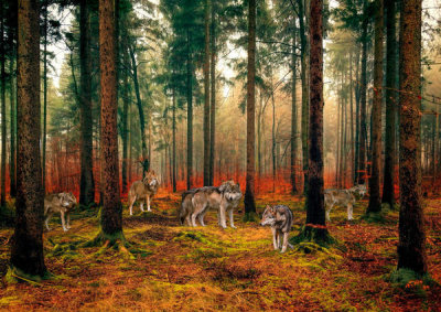 Pangea Images - Pack of Wolves in the Woods