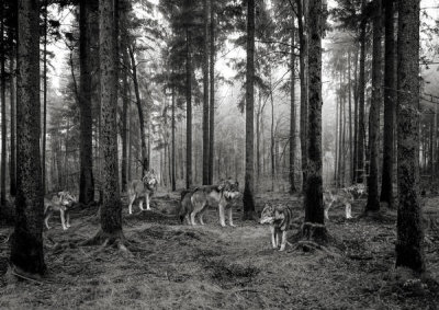 Pangea Images - Pack of Wolves in the Woods (BW)