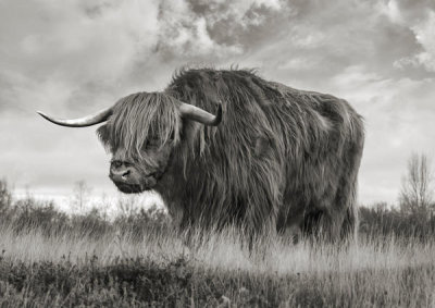 Pangea Images - Scottish Highland Bull (BW)