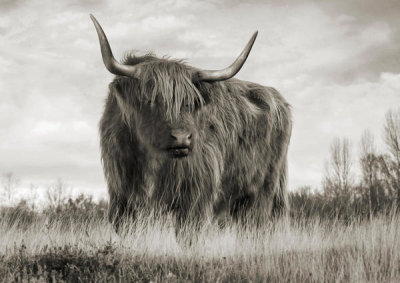 Pangea Images - Scottish Highland Cattle (BW)