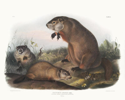 John James Audubon - Arctomys monax, Maryland Marmot, Woodchuck, Groundhog