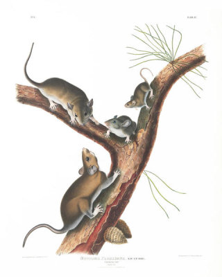 John James Audubon - Neotoma Floridana, Florida Rat