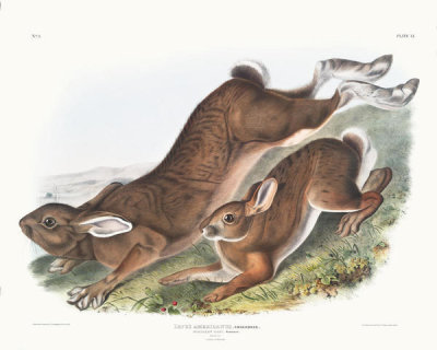 John James Audubon - Lepus Americanus, Northern Hare