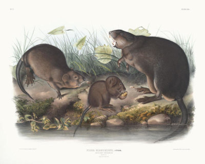 John James Audubon - Fiber Zibethicus, Musk-Rat, Musquash