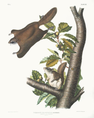 John James Audubon - Pteromys Origonensis, Oregon Flying Squirrel