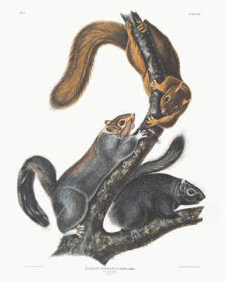 John James Audubon - Sciurus cinereus, Cat Squirrel