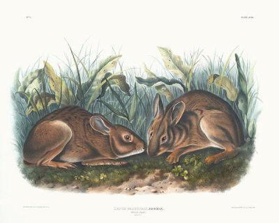 John James Audubon - Lepus palustris, Marsh Hare