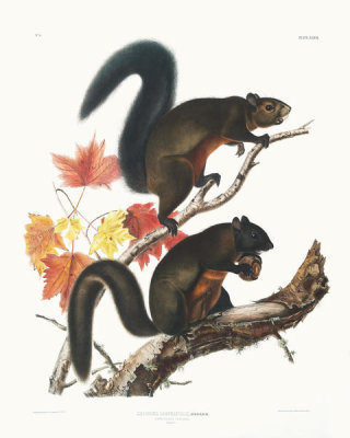 John James Audubon - Sciurus longipilis, Long-haired Squirrel