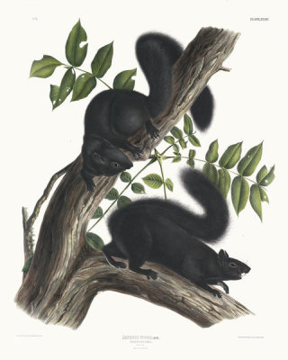 John James Audubon - Sciurus niger, Black Squirrel