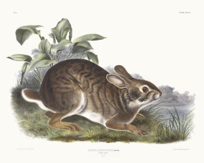 John James Audubon - Lepus aquaticus, Swamp Hare. Male
